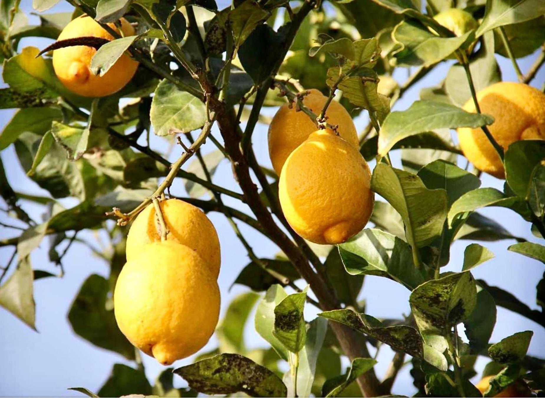 Dar El Hana Taroudant Luaran gambar